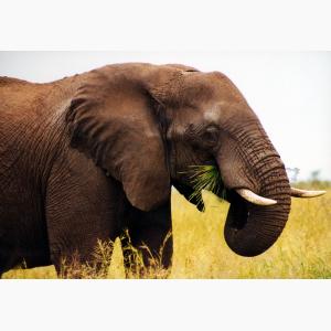20gb-tarhely-araneo-elefant